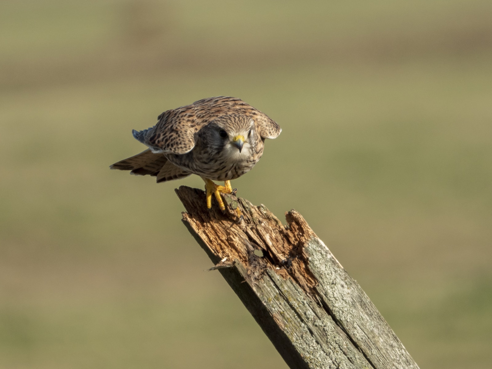 Birdwatching