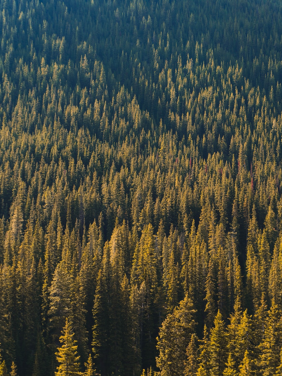 Okefenokee