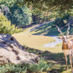 Glamping at Virginia Safari Park