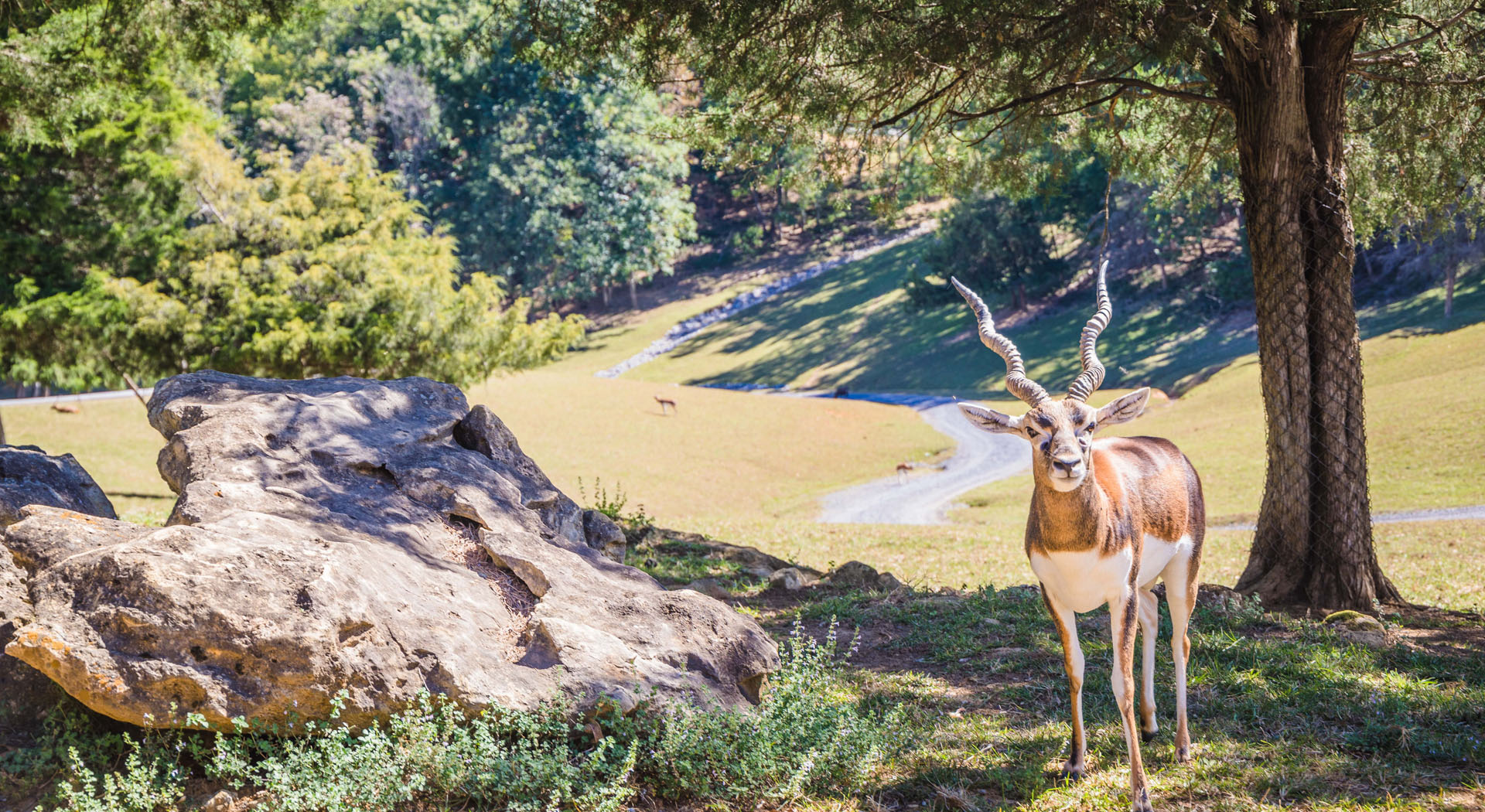 Glamping at Virginia Safari Park