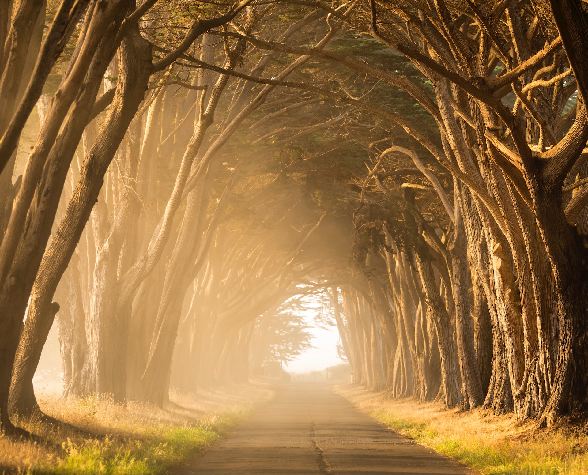 Dense forest path.