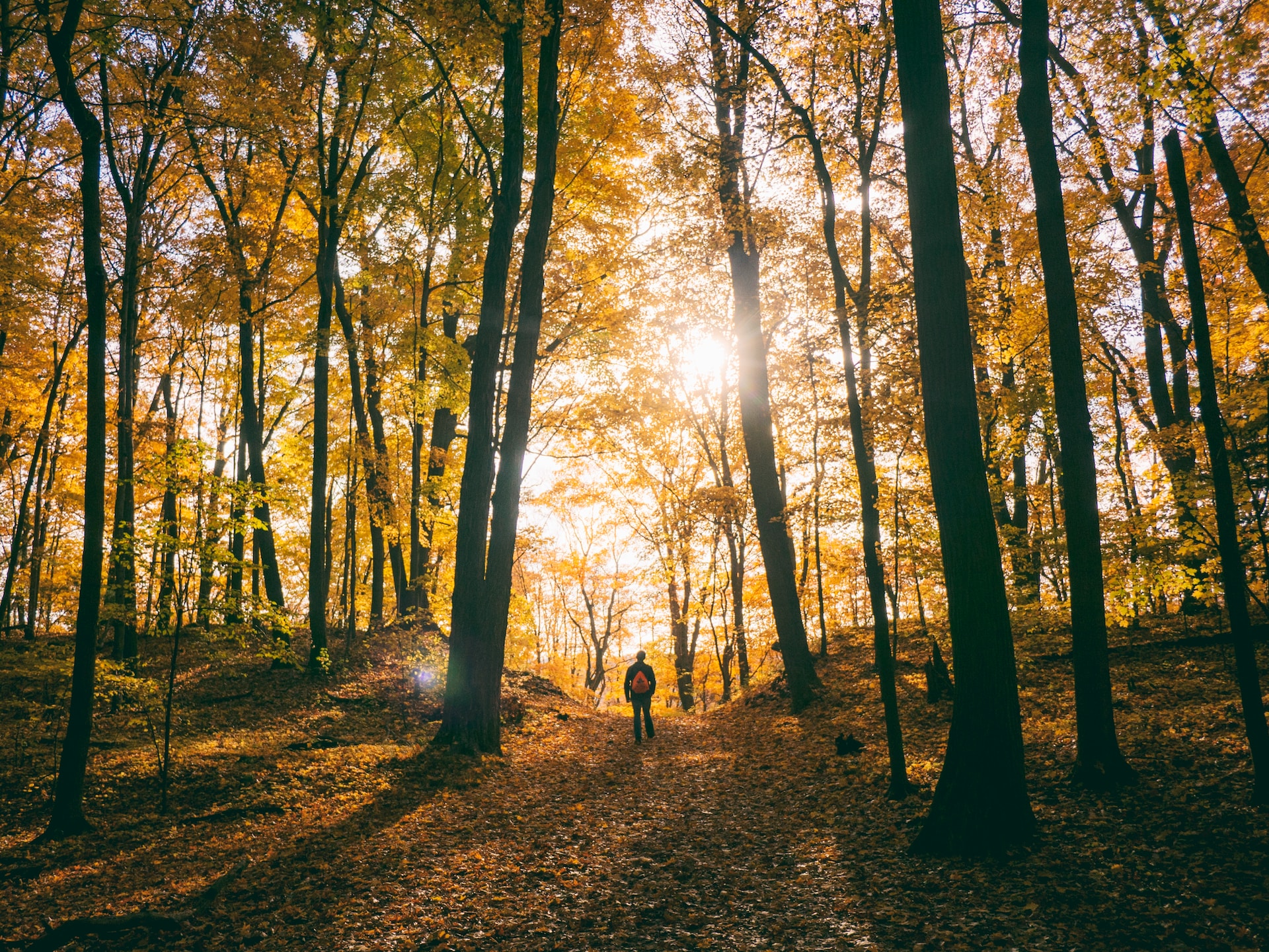 Forest Walk