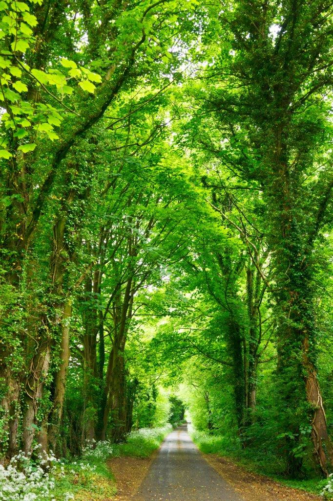 Green lush landscape