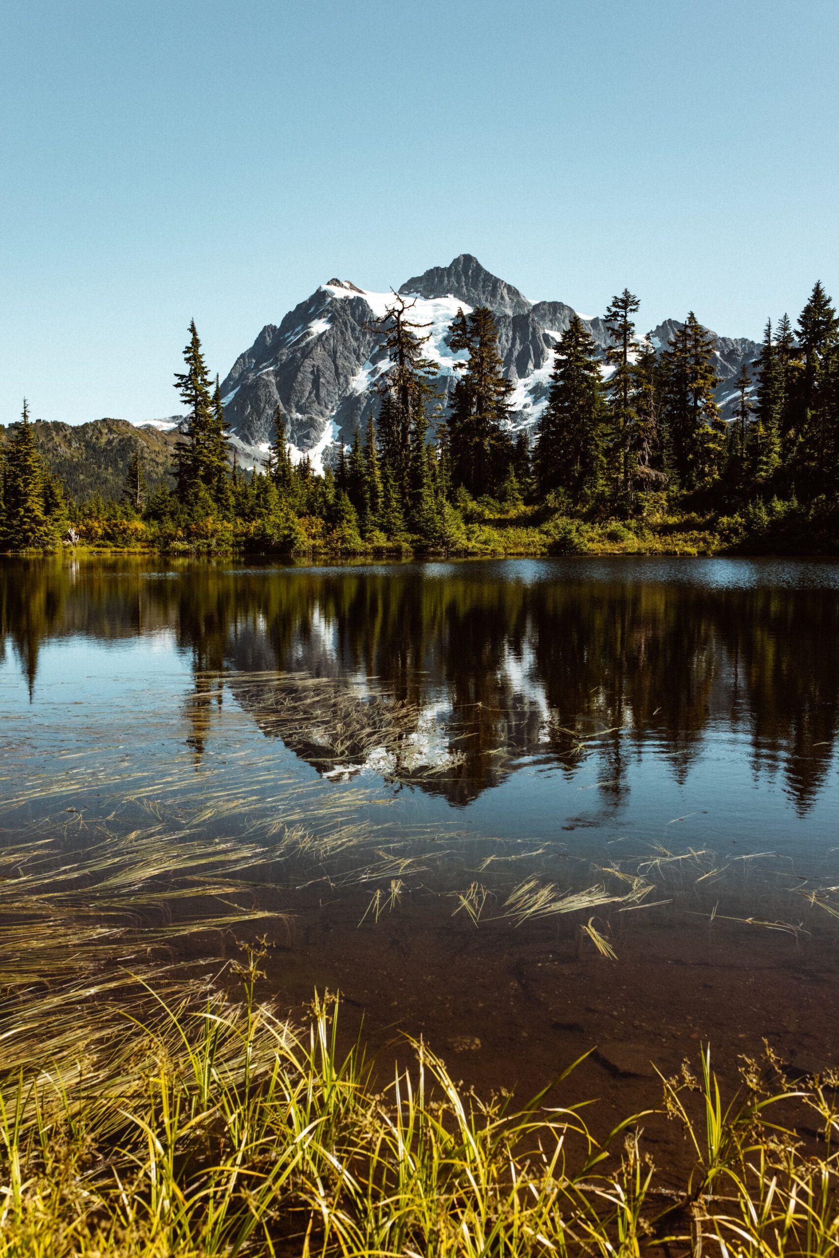 Peaceful Forest Scene