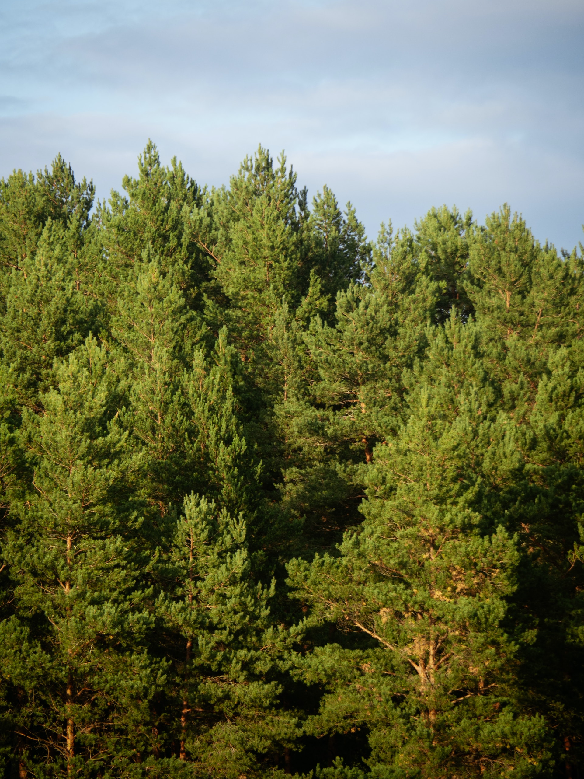 Serene forest scene.