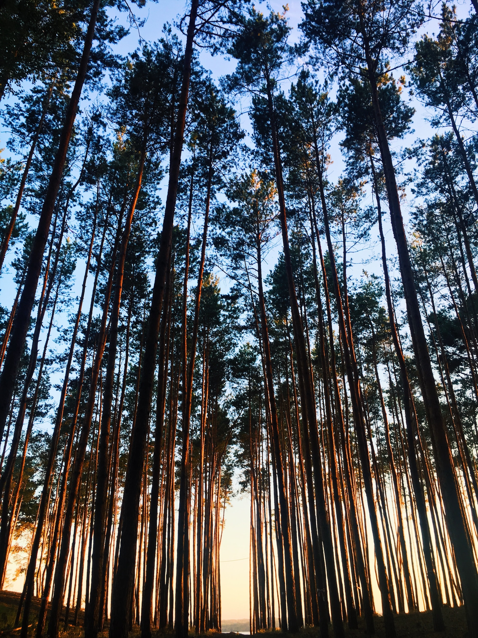 Sunlit forest path.