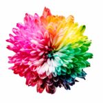 Colorful dried flowers