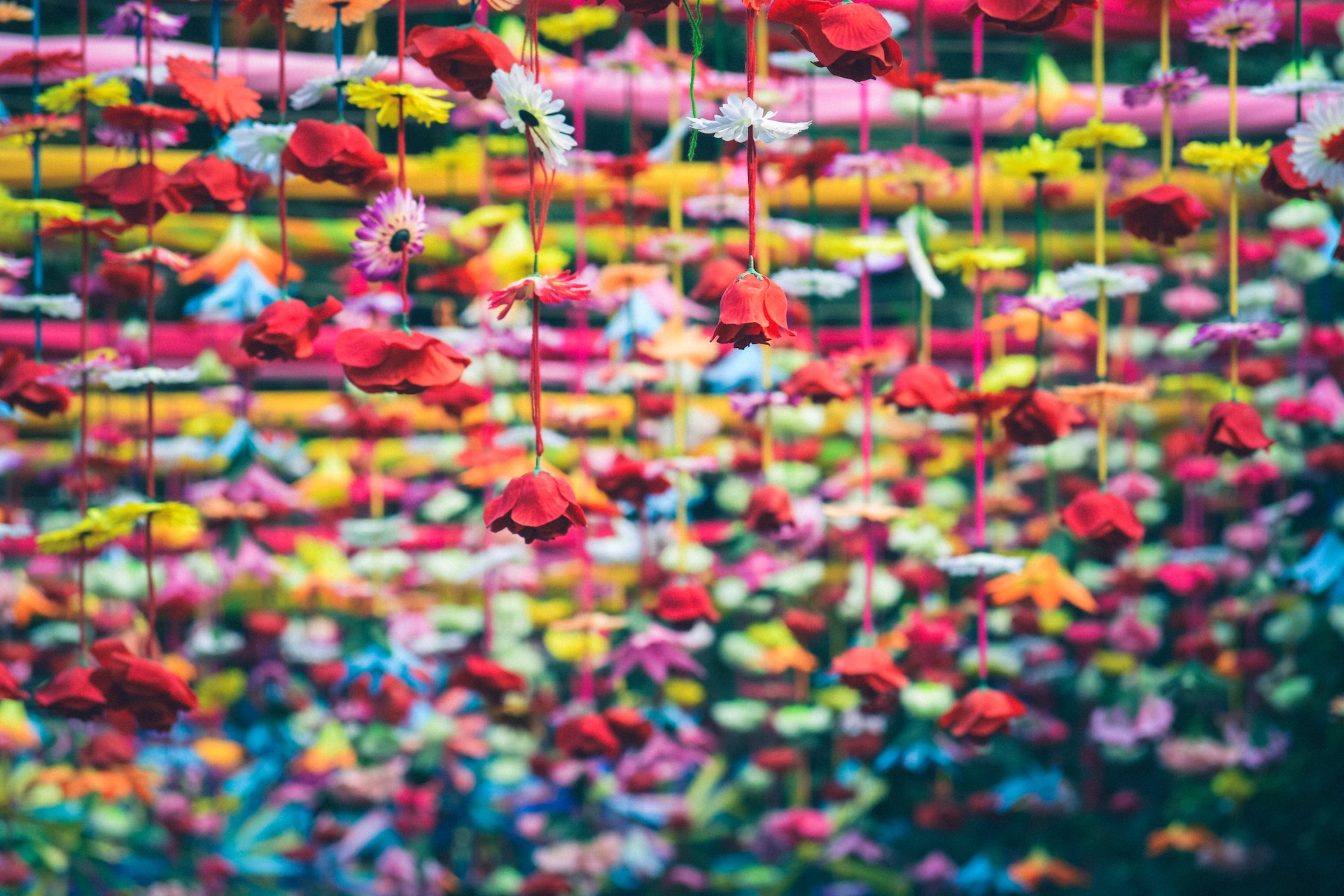 Colorful pressed flowers