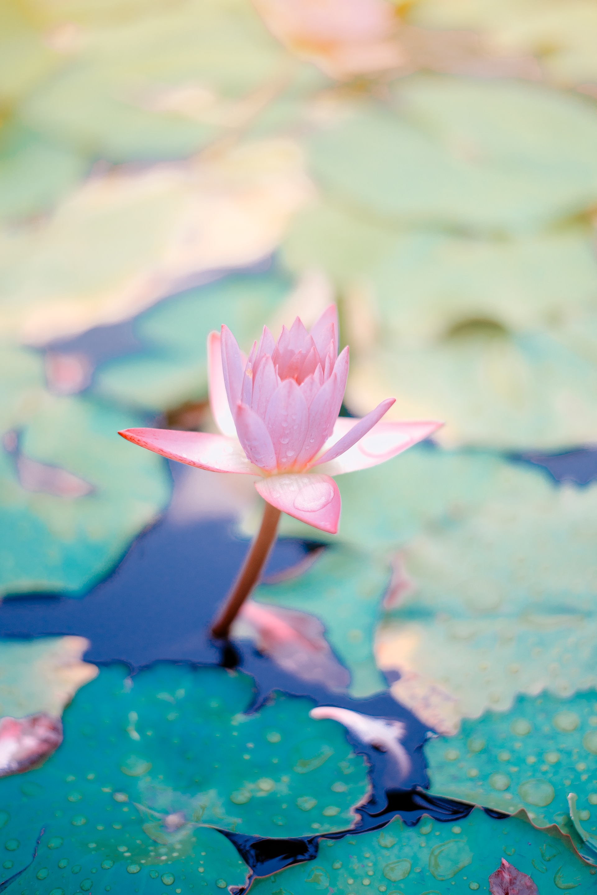 Flower pressing process