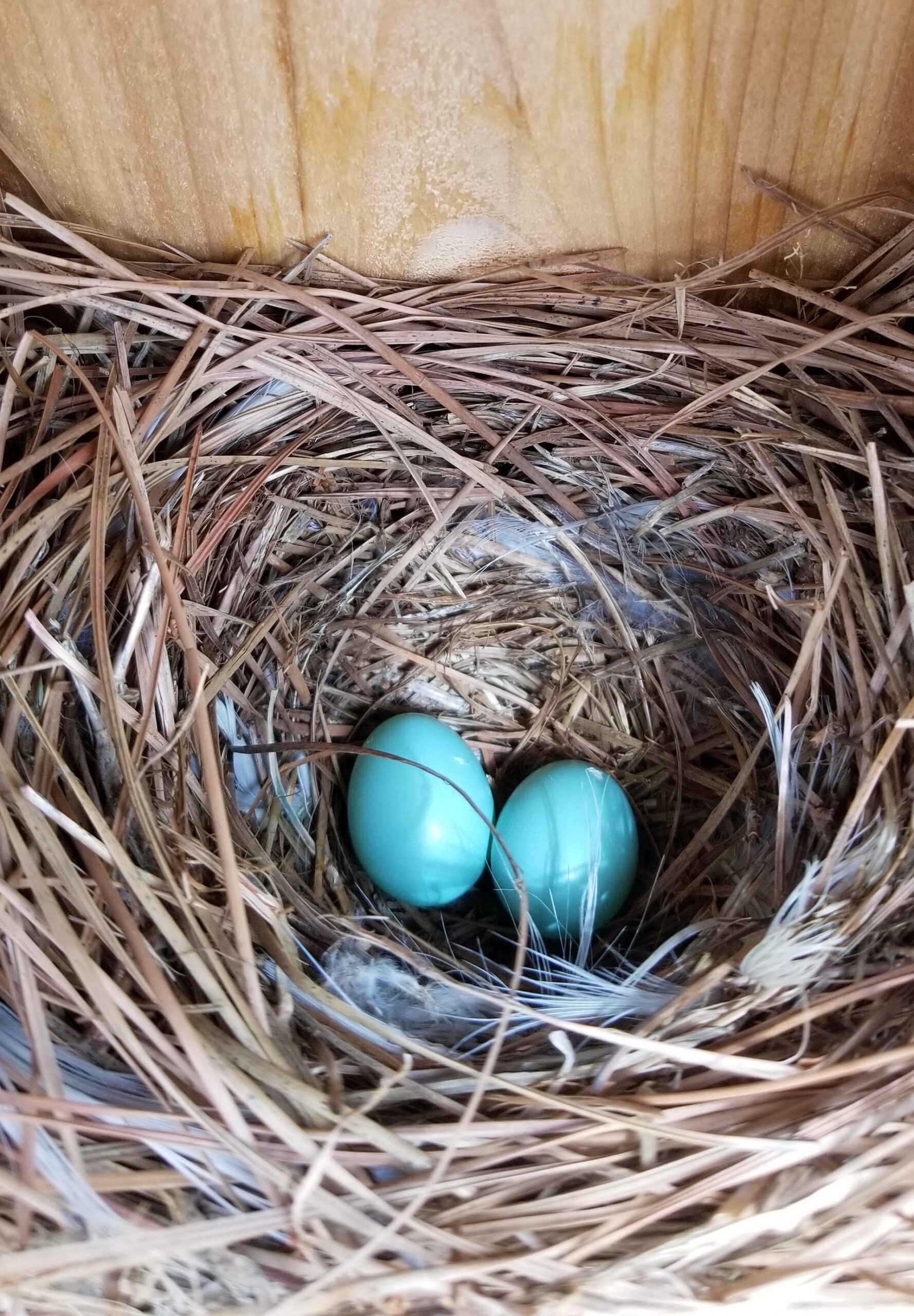 bird in nest box