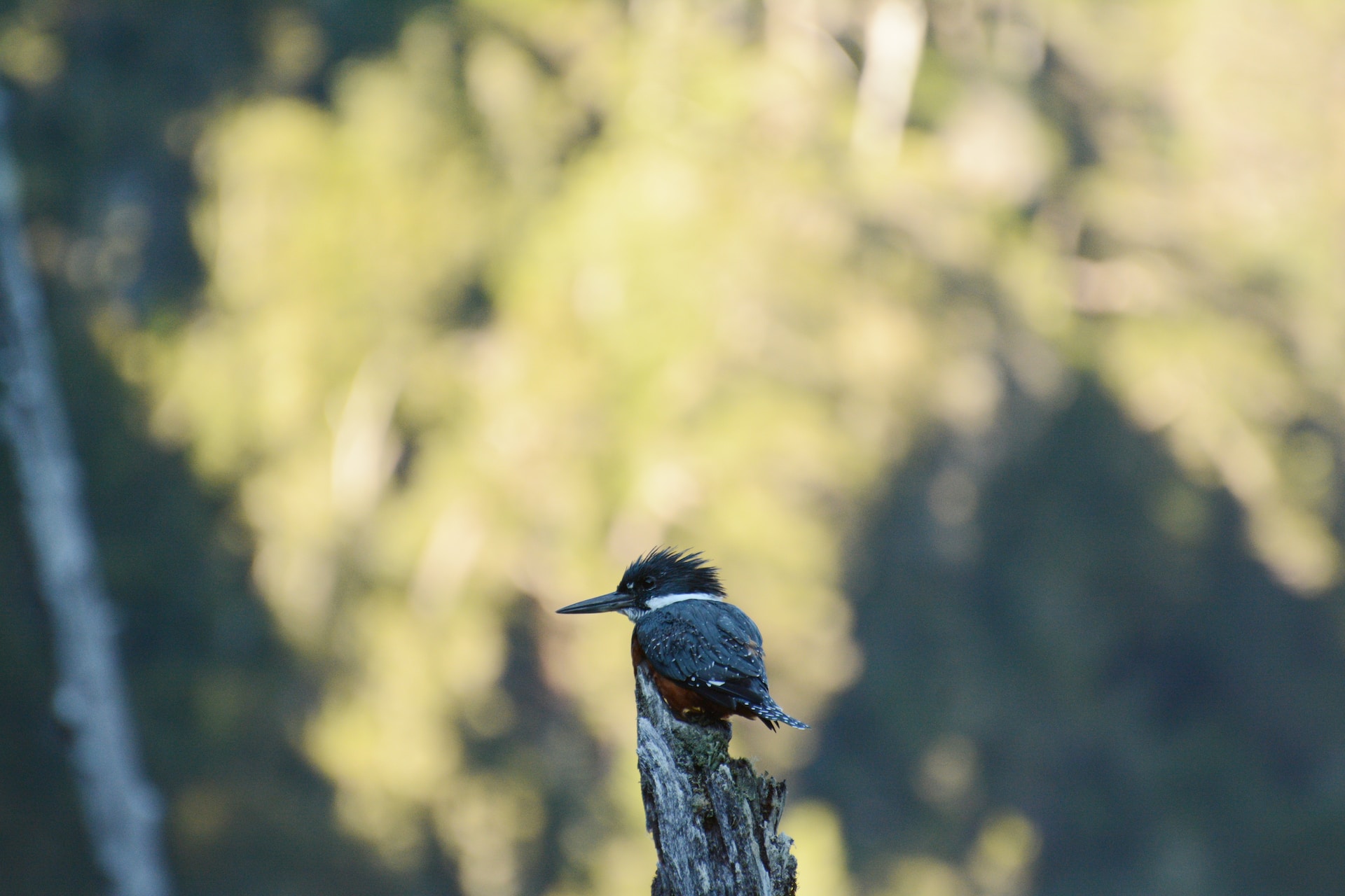 bird perch