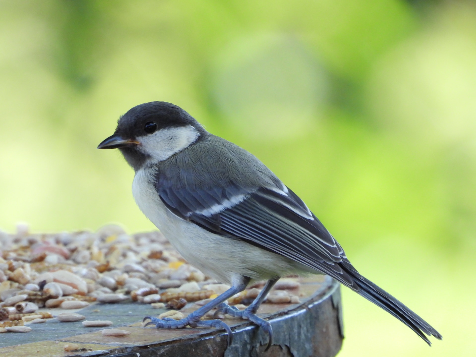 blue jay in garden