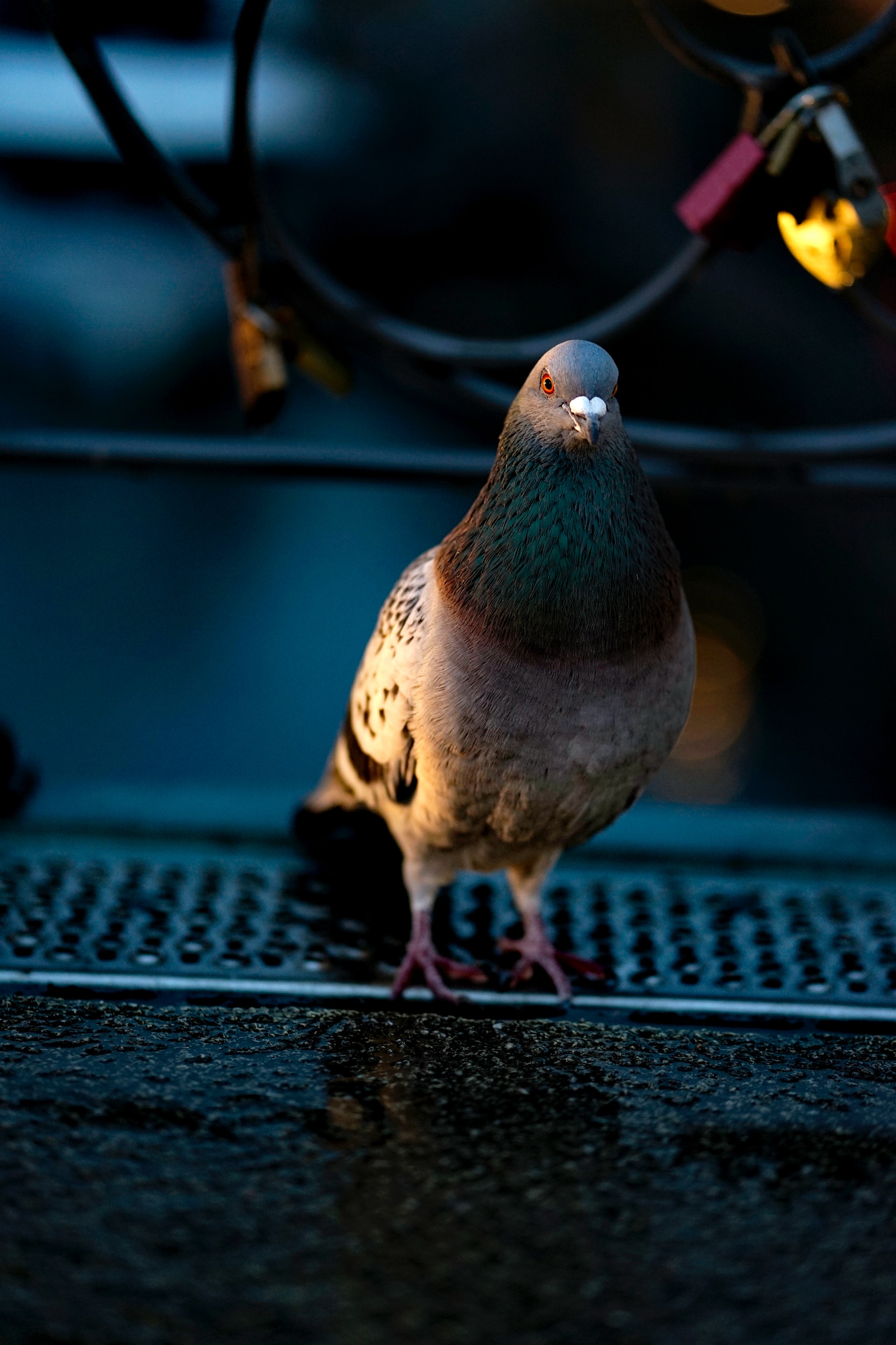 dove at feeder