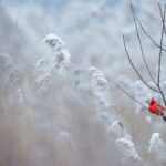 northern cardinal