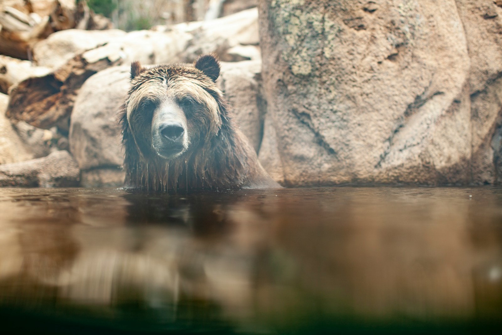 grizzly bear on water