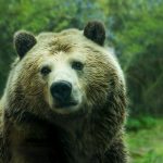 bear safety