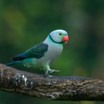 bird-friendly ecosystem