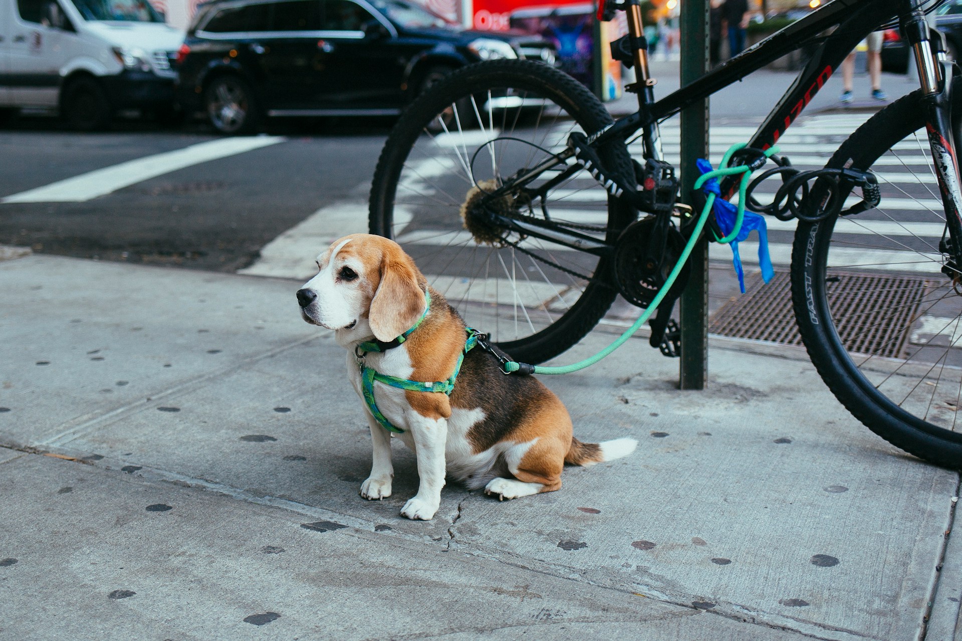 Leashing your dog