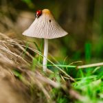 mushroom foraging