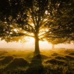 public lands