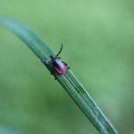 tick-borne diseases