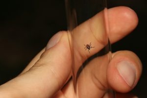 tick prevention